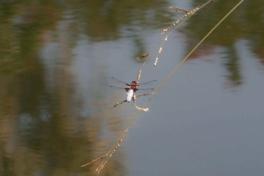 Libellula depressa